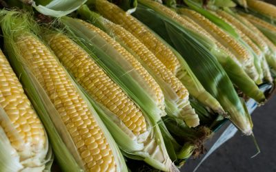 Maíz: el grano que une a Colombia en todas sus formas